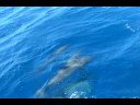 Dolphins off Of Aruba Part 1