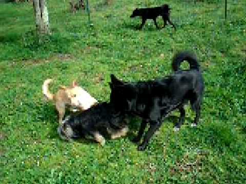 video pensione per cani e gatti - roma