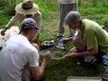 videos de Brassica harvest: Seperating seed from chaff