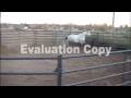 videos de Horse Reactions to Big Scary Ball of DOOM