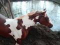 My Breyer realistic scenes