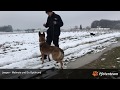 Jeeper - Malinois Ex-Sprengstoff Spürhund sucht ein neues Zuhause