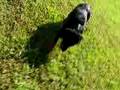 Bogart's basic training 6