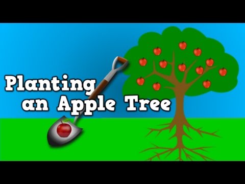 how to grow an apple tree