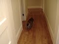 ボール猫動画