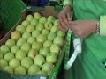 Ma�� Bravo de Esmolfe - Fruta Viva - Portugal