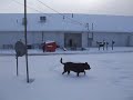 Pogo on the Run