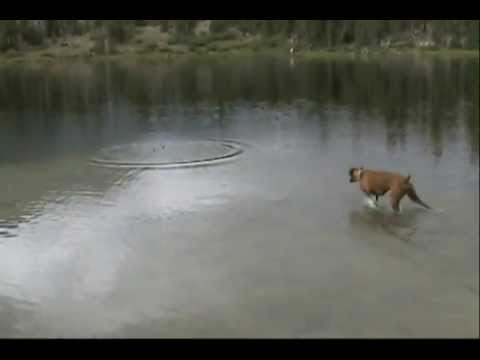 boxer dog