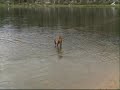 Boxer Dog Fetch Boxer Dog Fetch