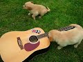 Puppies playing guitar and getting scared Puppies playing guitar and getting scared