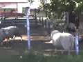 videos de pelea  d obejas