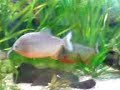 Piranhas.....10 month old!!