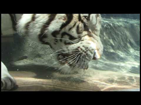 White Tiger