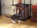 Kittens wrestling #3