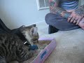 Ichi : cutest kitten known to man!