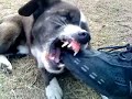 Helldog OMFG