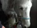 Water Treadmill for Horses
