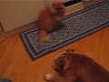 Rocco e Bibbi fight 1
