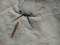 Cave Spider (Sicarius terrosus) Catching A Mealworm