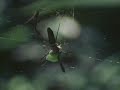 Las Arañas, documental de discovery Channel