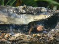 Las Arañas, documental de discovery Channel