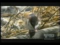 Mantis slays Mouse