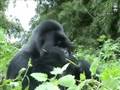 videos de Gorilla, Virunga fjöllin, Rwanda
