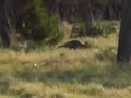 Rio Grande Turkey