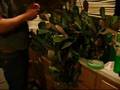 videos de Worm Casting # 1 (what worm castings can do for your house p