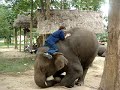 Actually Doing Elephant Commands (1) Actually Doing Elephant Commands (1)