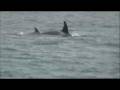 Christmas 2008 Dance of the Killer Whales