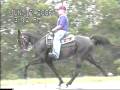 videos de Southern Belle Speedracking Mare