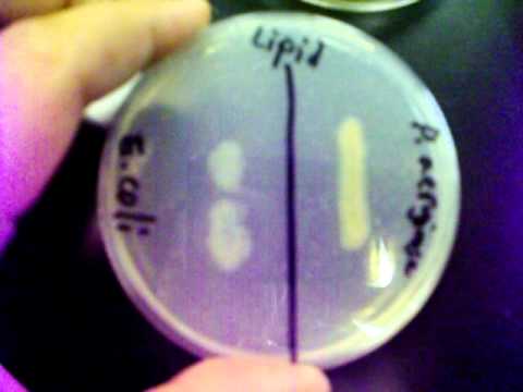 how to grow e coli in a petri dish