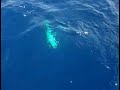 Pescaria dourado em alto mar