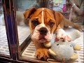 Puppy Mills
