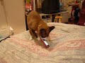 Cat & mobile phone Cat & mobile phone