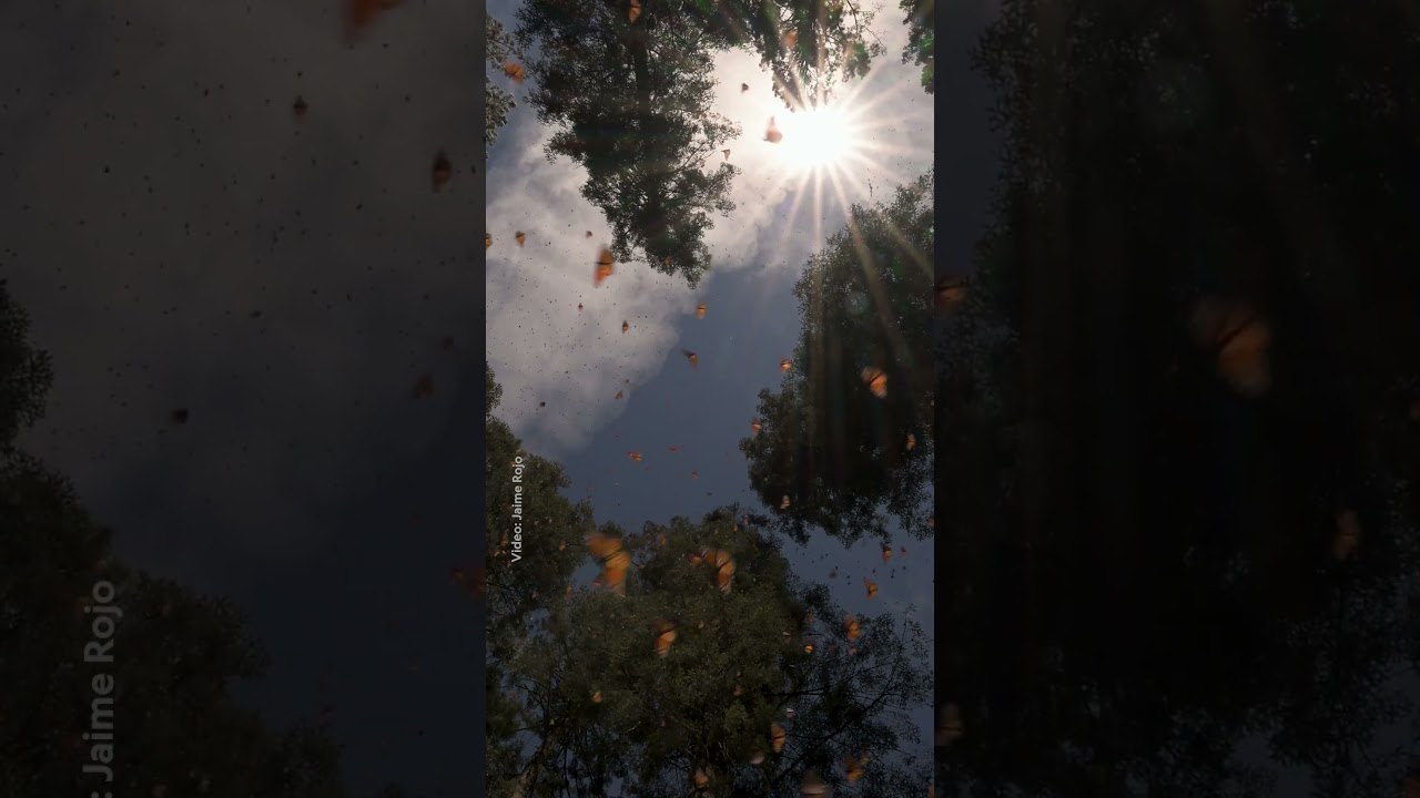 Want to learn about challenges facing monarchs? Check out the link in the description 🦋 #NatGeo