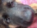 An Anonymous Puppy XD!
