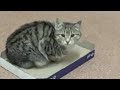 Kitten Kitten
