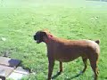 3 boxers park