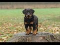Beauceron du Fond des Camps - Chiots de Voltane du Murier de Sordeille et Balto