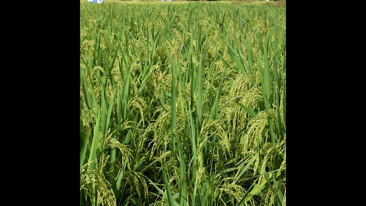 Podcast Prosa Rural - Nova cultivar de arroz de terras altas BRS A504 CL