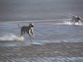 Arlo. A Galgo on the beach