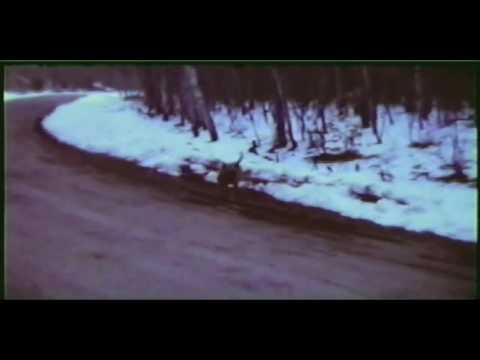Gables Film Part 2 of 4 Gables Film Part 2 of 4 caught on video bigfoot video