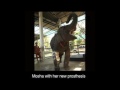 Prosthesis for Elephant Injured by a Landmine