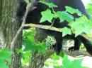 gatto sull'albero
