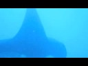 Molamola and Manta Mission 2008 PUBLIC version