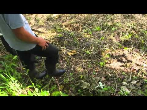 how to grow red beans