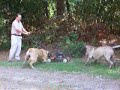Mastiff lawn protection