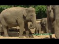 elephant family